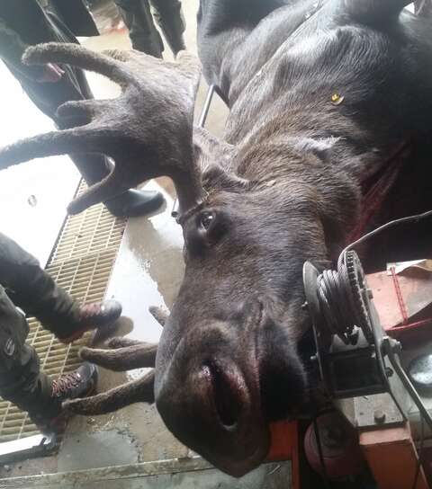 Bull moose on combitrac