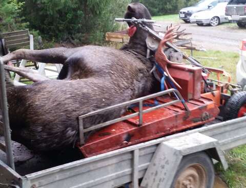 Bull moose on combitrac and with tongue lolling out