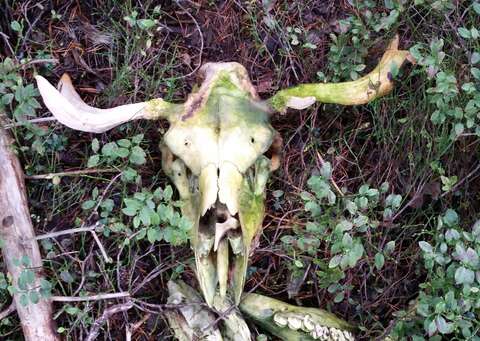 Moose skull